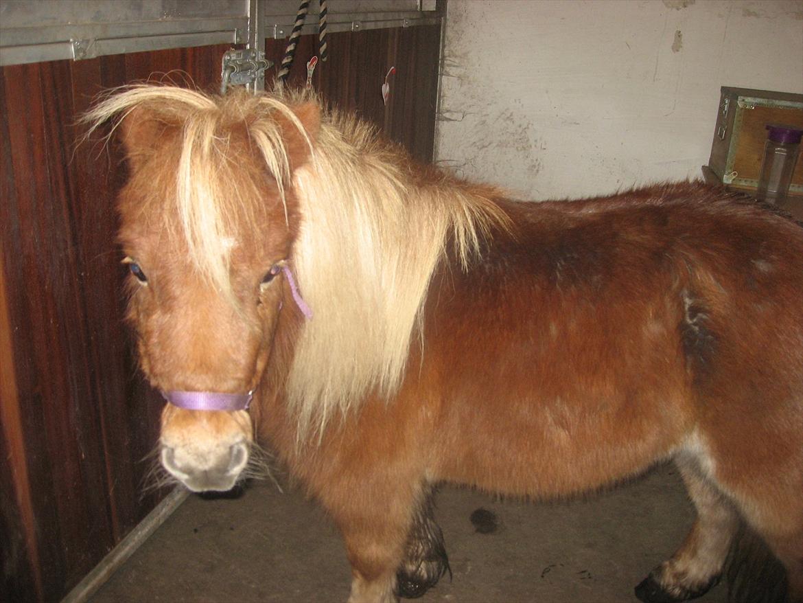 Miniature Serafina - på staldgangen billede 4