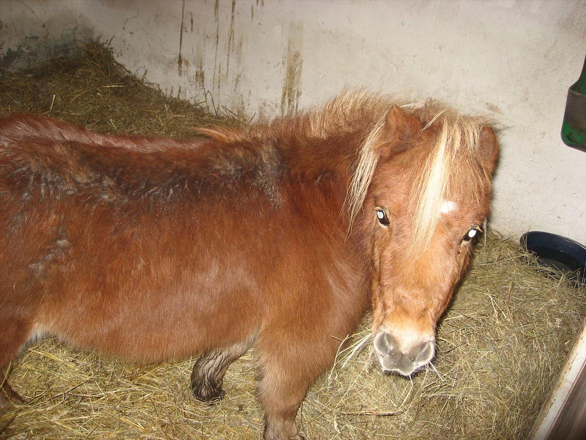 Miniature Serafina billede 5