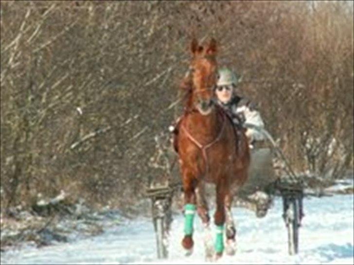 Traver Iowa Frontline - Fra hendes gode dage billede 1