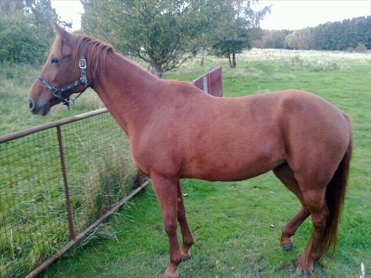 Traver Iowa Frontline - dagen vi hentede hende :-) billede 3