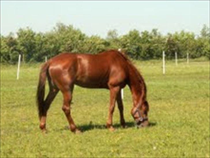 Traver Iowa Frontline - Fra hendes gode, gamle dage billede 4