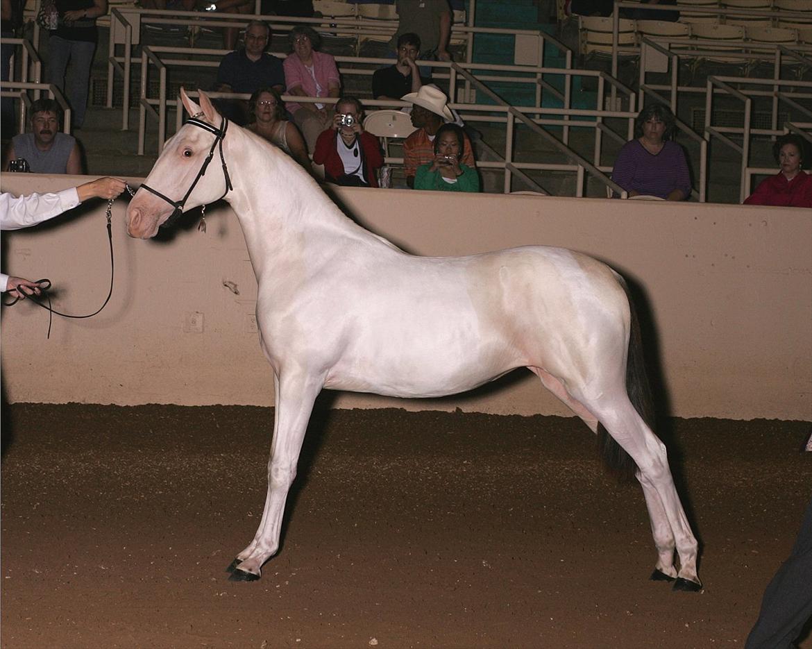 Tennessee Walker | Pearl of Justice - Pearl til hendes første show - Billede taget i USA billede 15