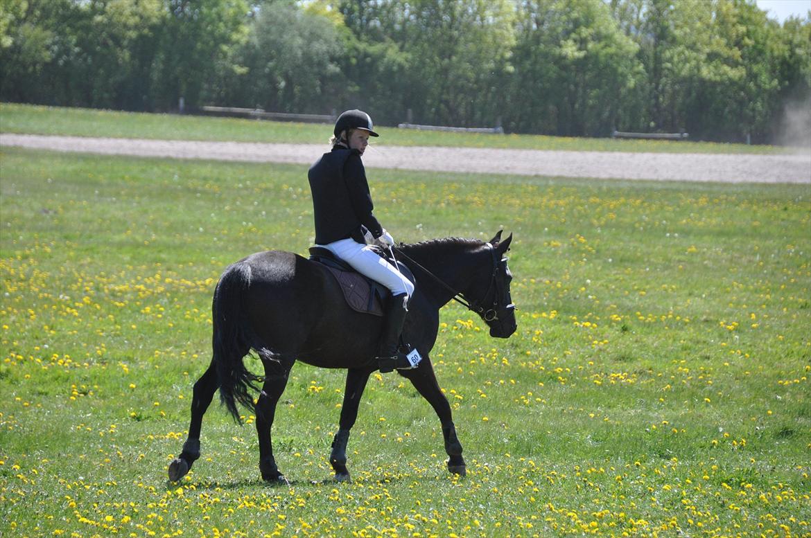 New Forest montana - Without a freind who can't carry you though everything, you just can't live a complitly happy life. billede 18