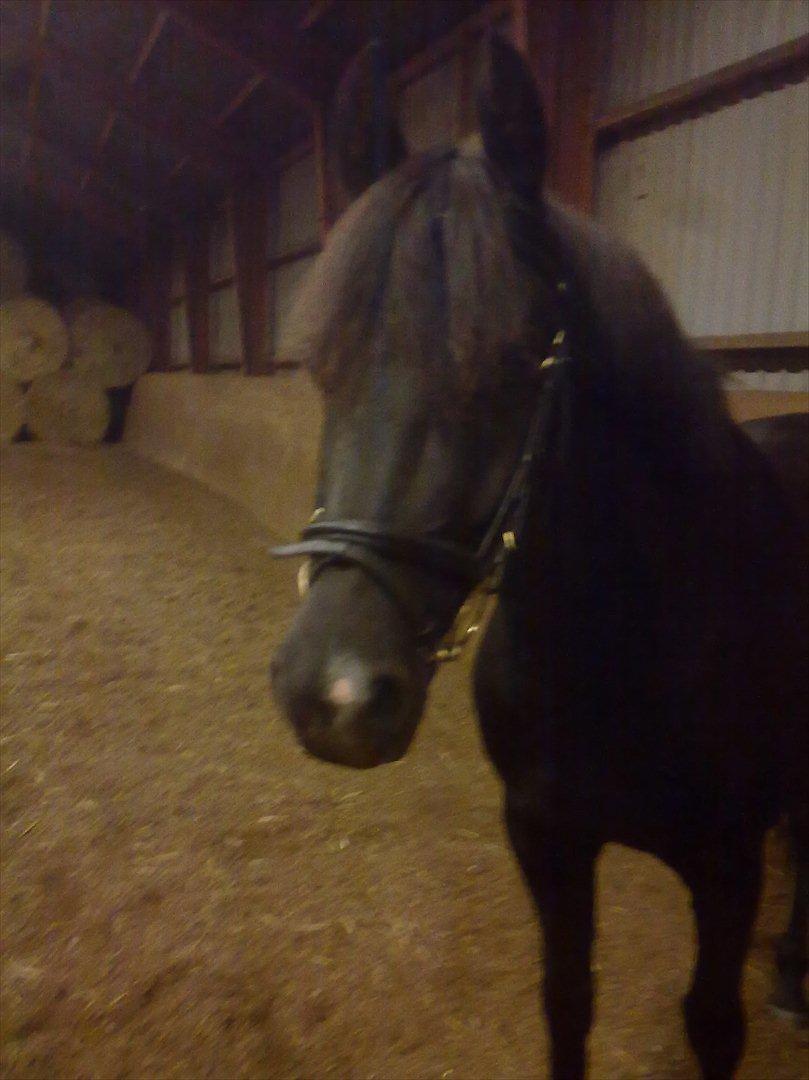 New Forest montana - Så posere vi! :D billede 17