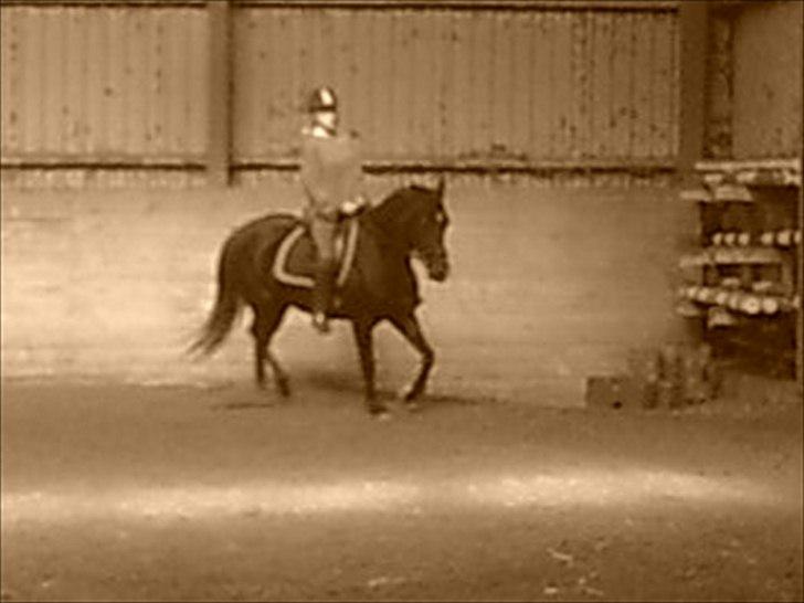 New Forest montana - Vi kan også dressur! :) billede 13