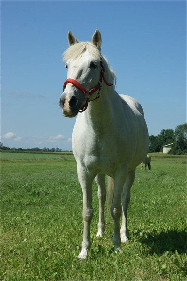 Anden særlig race Dunja - Der ligner hun lidt en Araber:-)

Fotograf: Kamilla:-) billede 7