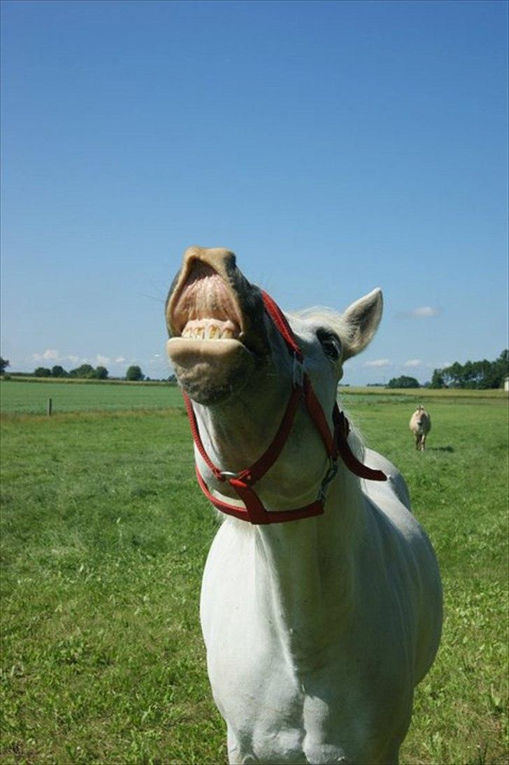 Anden særlig race Dunja - Se hun kan Smile min Lille Skath:-*<3

Fotograf: Kamilla..^^ billede 9