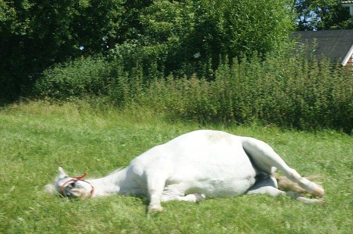 Anden særlig race Dunja - Der ruller hun sig:-)

Fotograf: Kamilla:-) billede 3