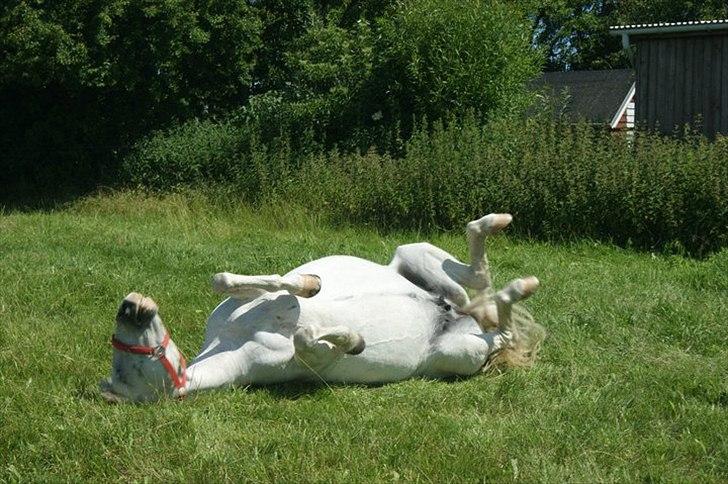 Anden særlig race Dunja - Hun skal hele vejen rundt:D

Fotograf: Kamilla:D billede 4