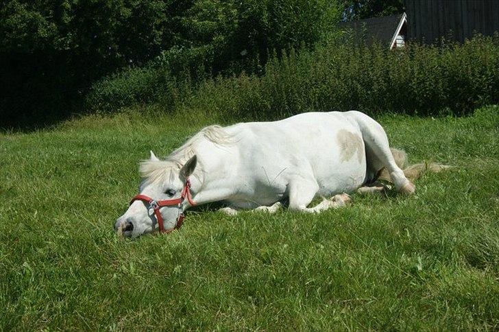 Anden særlig race Dunja - & nu er hun færdig med at rulle sig:-)

Fotograf: Kamilla:-) billede 5