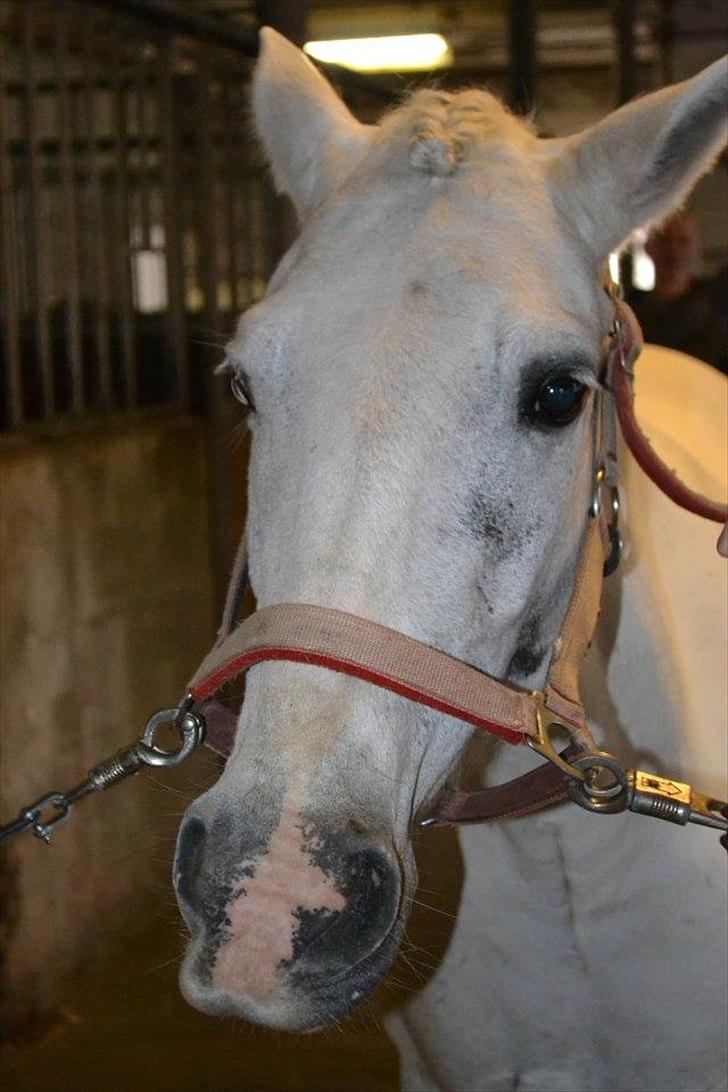 Anden særlig race Dunja - Er hun ikke kær:-)
Det var til et af stævnerne den 18 September 2011.

Fotograf: Josefine:-) billede 10