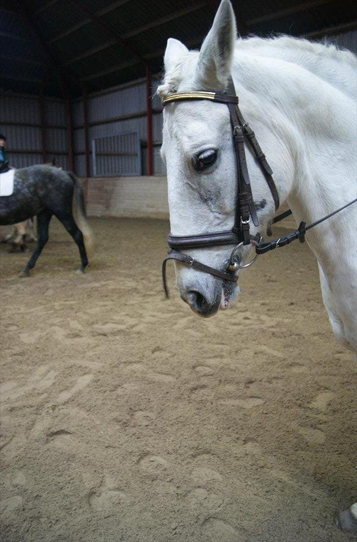 Anden særlig race Dunja - Det var da vi skulle ha vores Roset:-)

Fotograf: Camilla.J:-) billede 11