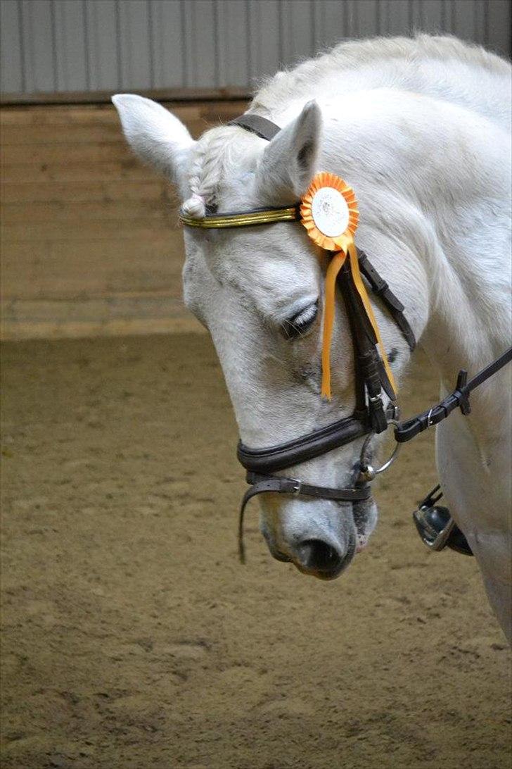 Anden særlig race Dunja - Vi er så dygtige:-)

Fotograf: Camilla.J...^^ billede 13