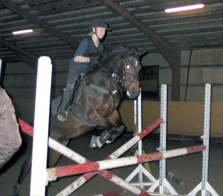 Anden særlig race Mr. Saxo Vallentino. billede 16