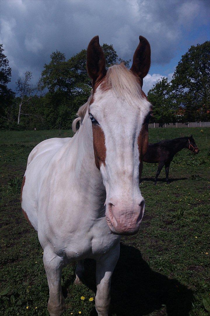 Anden særlig race Gaudi - Så dejlig han er:-) billede 17