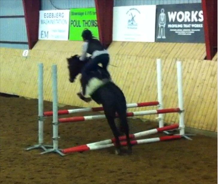 Anden særlig race Rose *REGIONSMESTER 2010* - Til springtræning d. 7 december 2011 (: billede 16