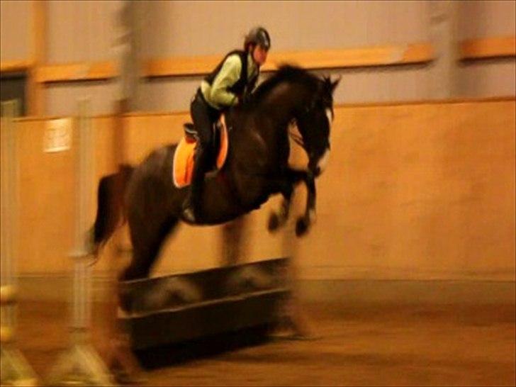 Svensk Varmblod : Charming Duchess *Baby* - 2. springtime ;-) Hun er seeeej xD billede 5