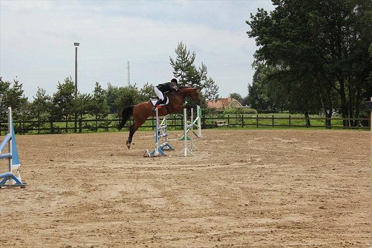 Dansk Varmblod Calahan - distriktstævne i ulsted. billede 14