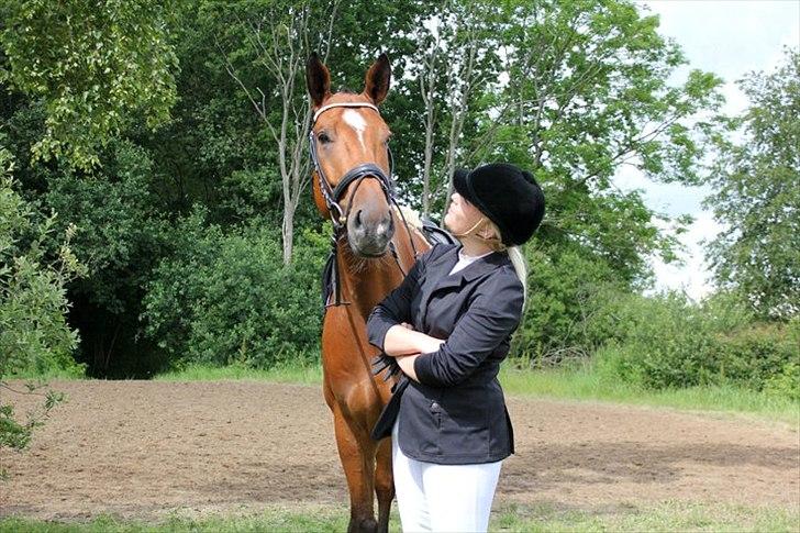 Dansk Varmblod Calahan billede 15