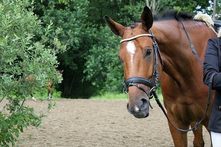 Dansk Varmblod Calahan - babyface! billede 17