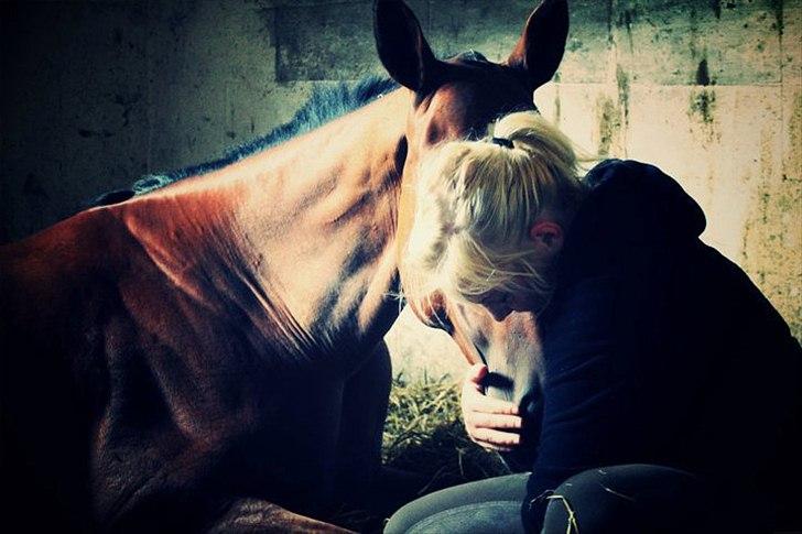 Dansk Varmblod Calahan billede 18