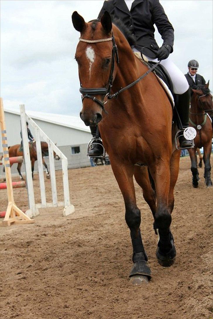 Dansk Varmblod Calahan billede 19