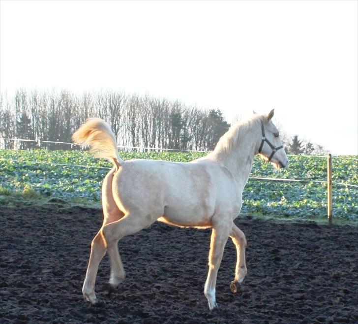 Anden særlig race Lando Blue SOLGT billede 13