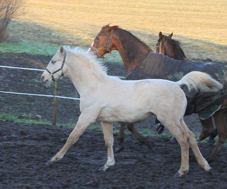 Anden særlig race Lando Blue SOLGT billede 14