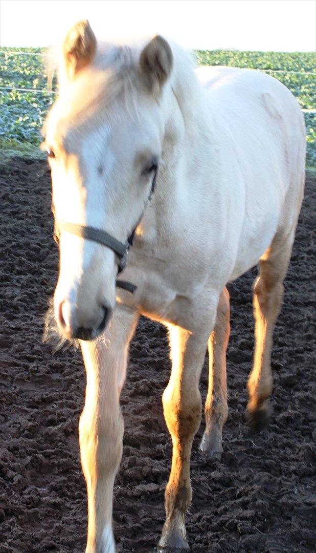 Anden særlig race Lando Blue SOLGT - Englehesten ...den smukke :-) billede 15