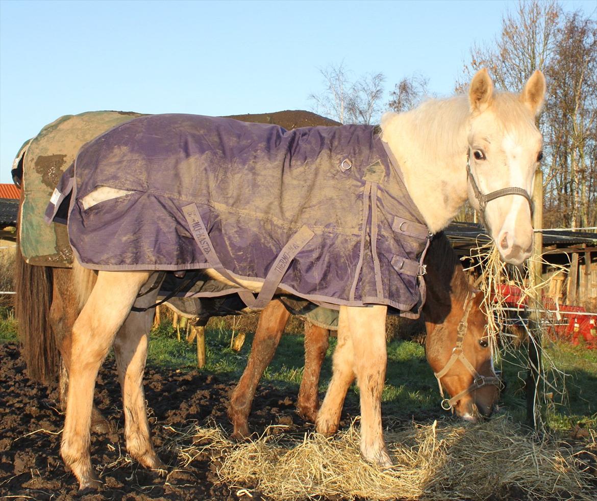 Anden særlig race Lando Blue SOLGT billede 16