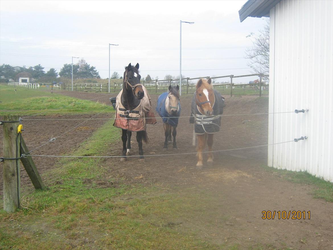 Anden særlig race Mikkel  - Sammen med alle de seje billede 6