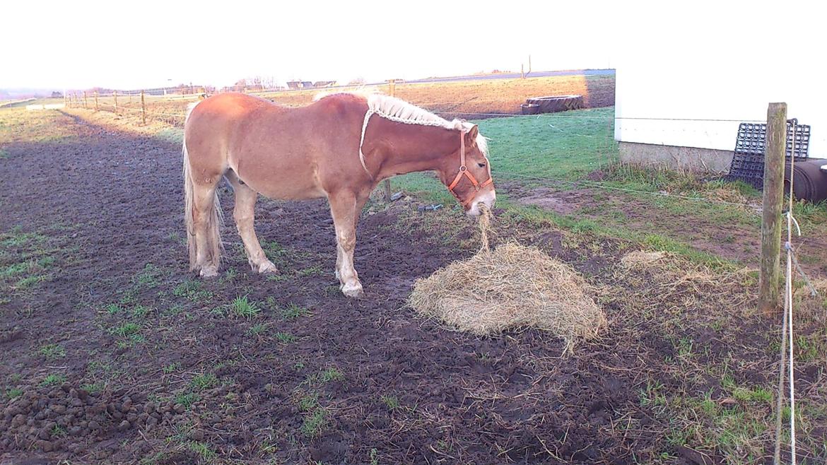 Haflinger Straus billede 4