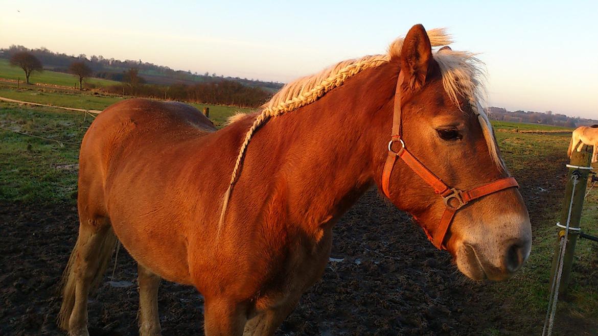 Haflinger Straus billede 2