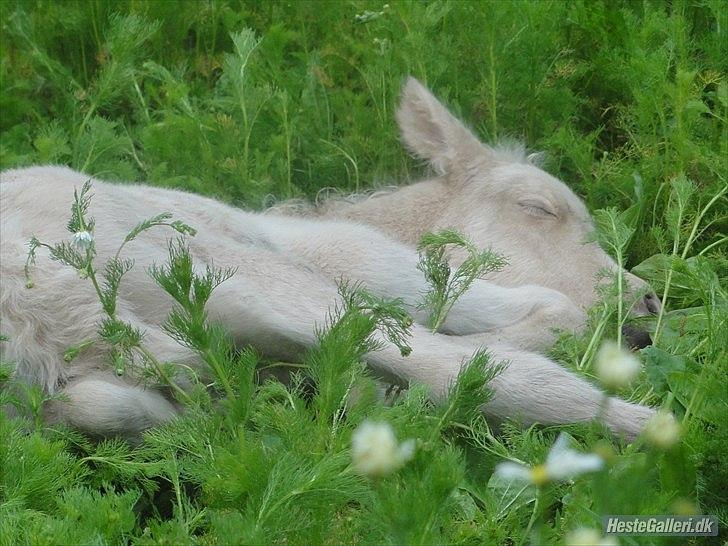 Islænder Ástríkur frá stald Hjarta billede 17