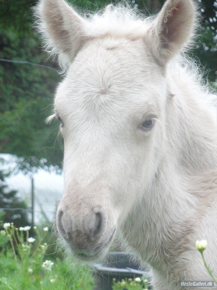 Islænder Ástríkur frá stald Hjarta billede 16