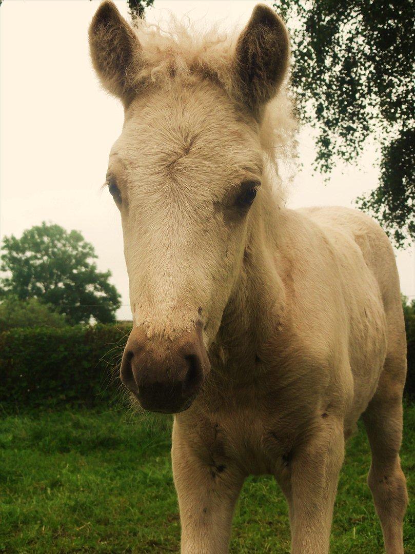 Islænder Ástríkur frá stald Hjarta billede 14