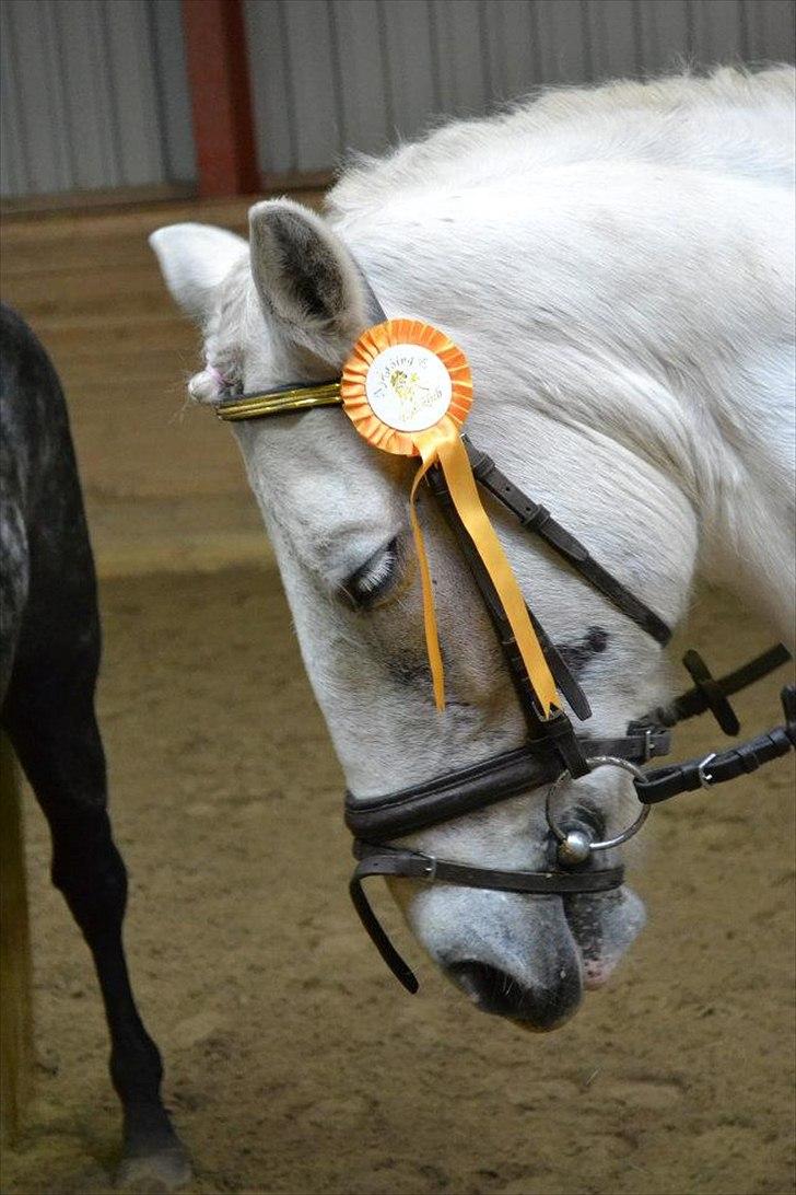 Anden særlig race Dunja billede 14