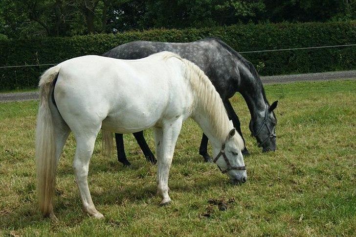 Anden særlig race Dunja - Dunja på fold:-)
& bagved står Marquis:-)

Fotograf: Kamilla:-) billede 6