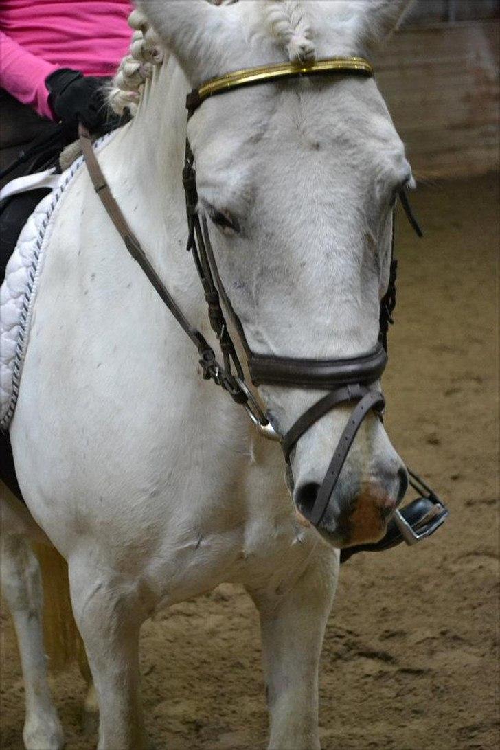 Anden særlig race Dunja - Til stævnet:D

Fotograf: Camilla.J:D billede 17