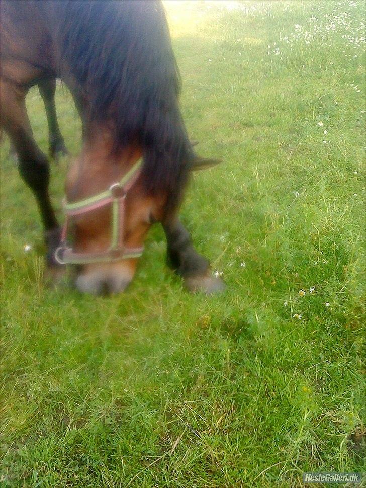 Anden særlig race Bonnie billede 18