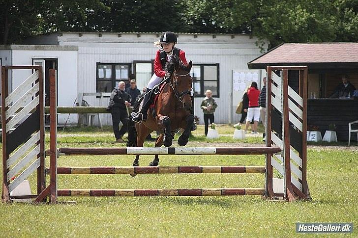 Tysk Sportspony Amenda N - LB billede 1