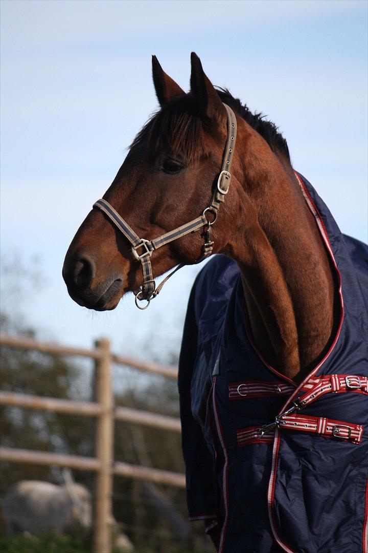 Anden særlig race Skærbækgårds Diego - Foto : Mig billede 1