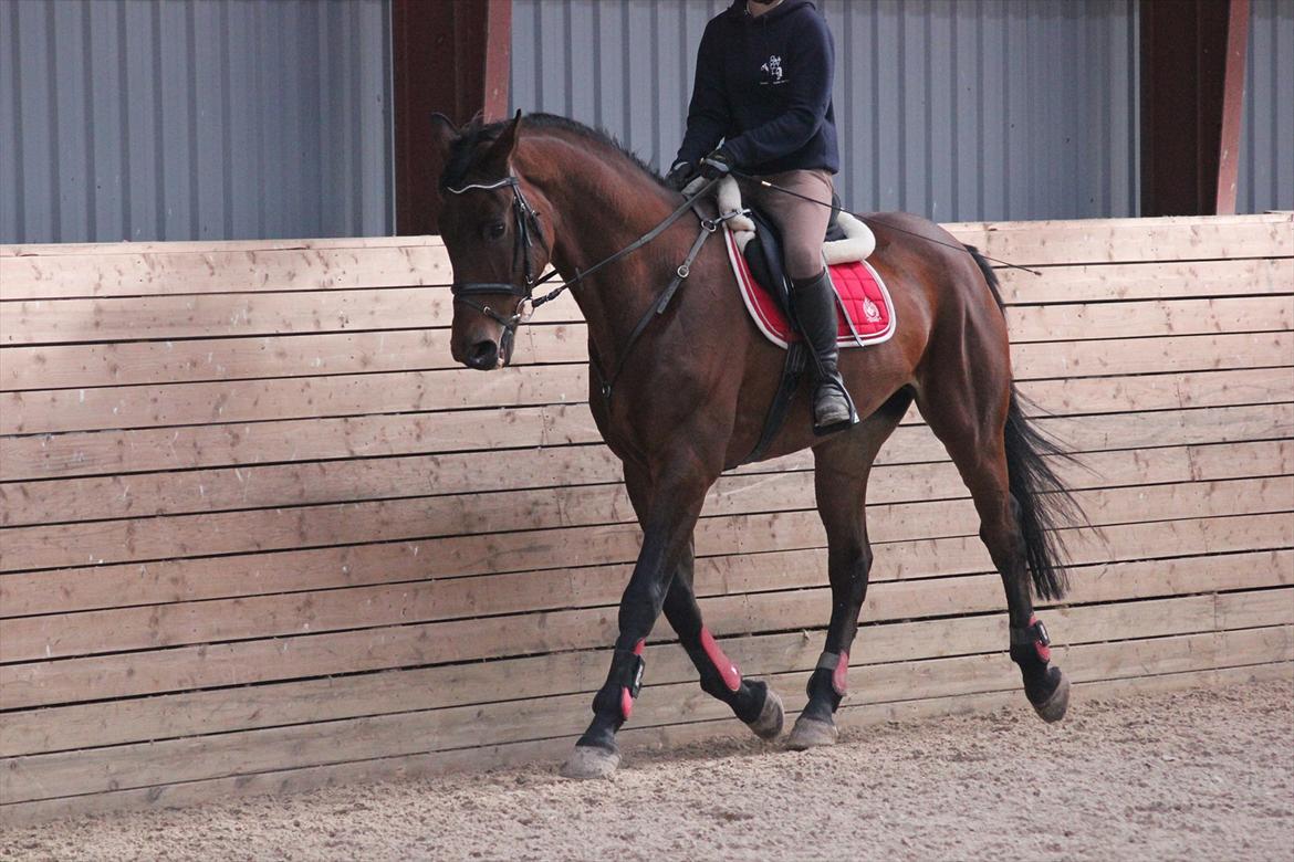 Anden særlig race Skærbækgårds Diego - En af de første gange jeg ride ham :) Foto : Julie billede 2