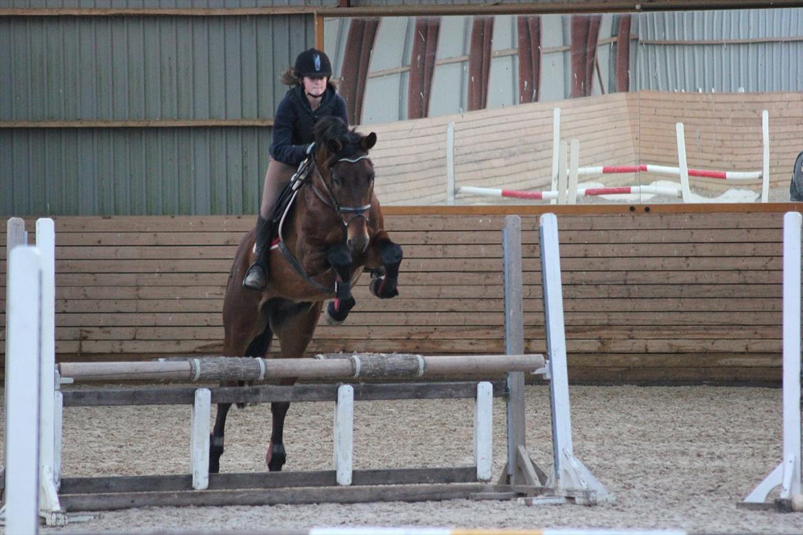 Anden særlig race Skærbækgårds Diego - Første gang til springundervisning   Foto : Julie billede 3