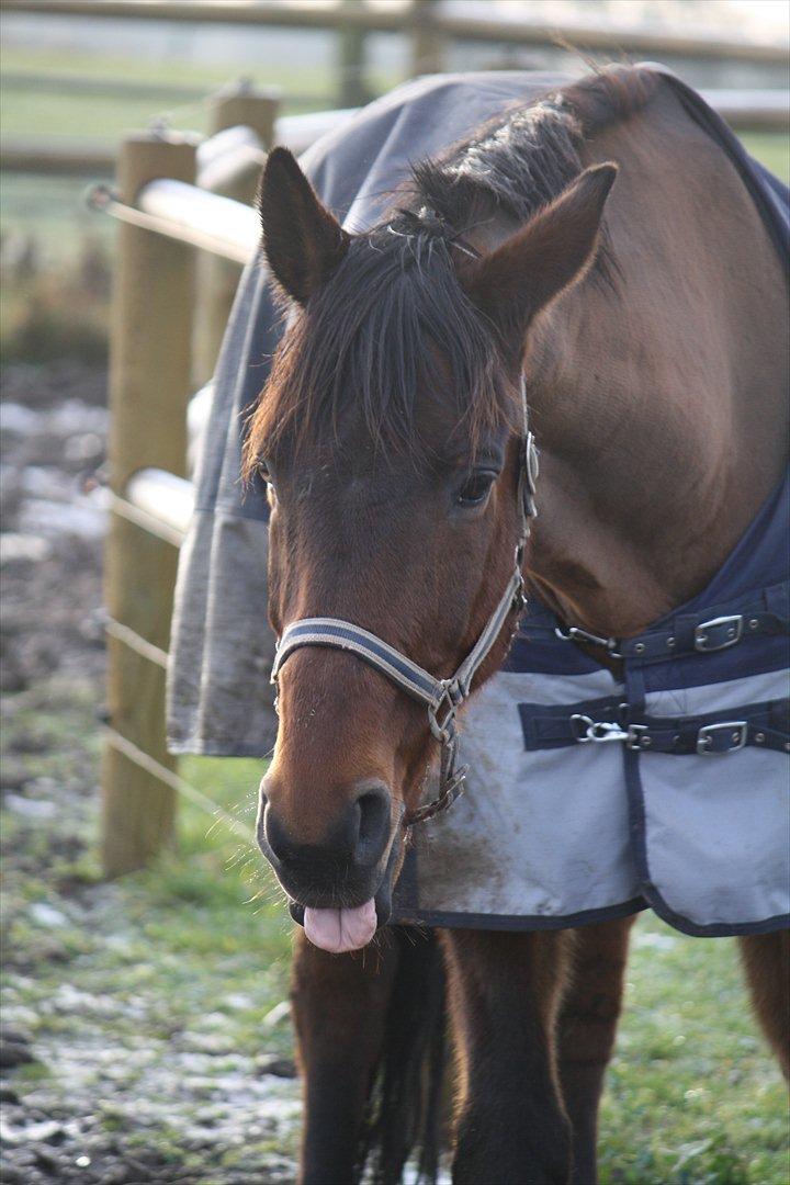 Anden særlig race Skærbækgårds Diego - Diego laver sjov :) Foto : mig billede 4