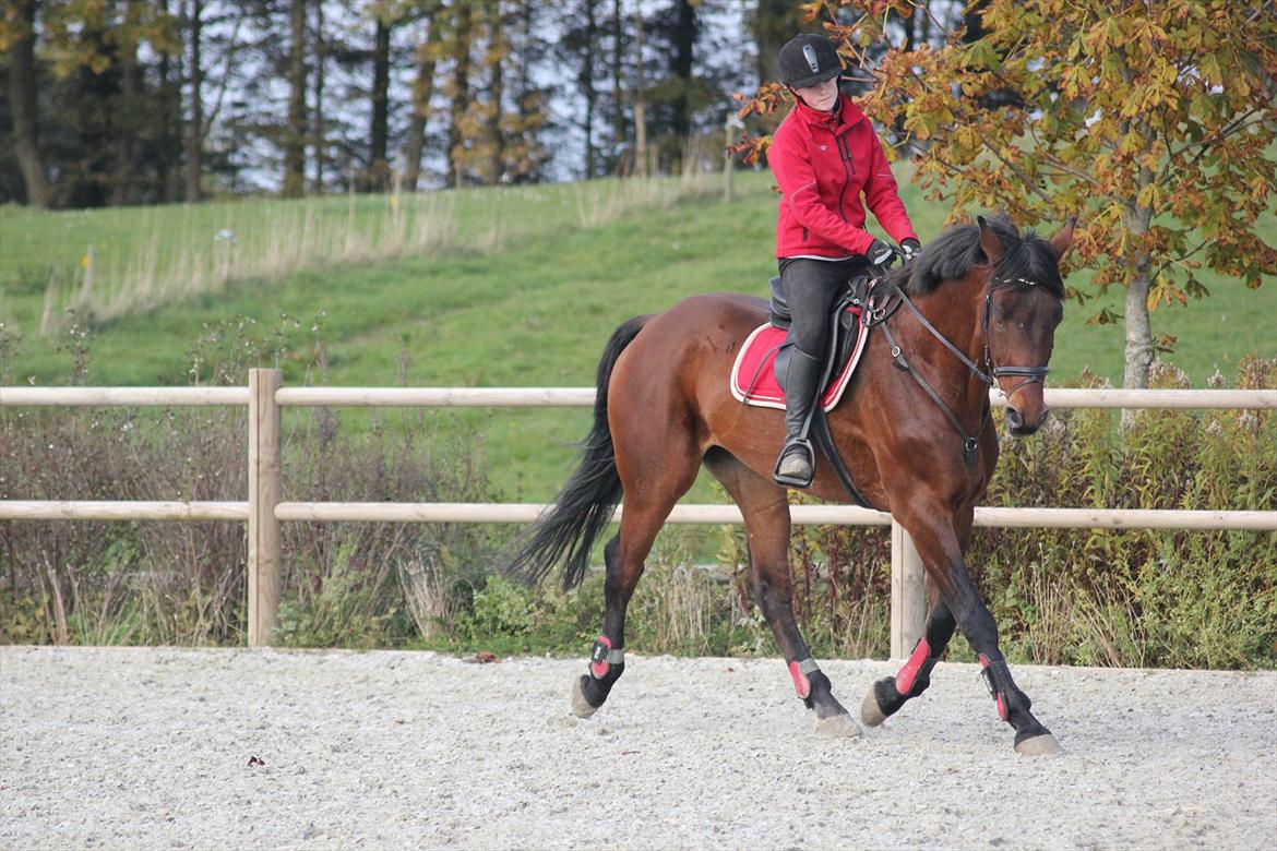 Anden særlig race Skærbækgårds Diego - En af de første gange jeg rider ham Foto : Julie billede 6