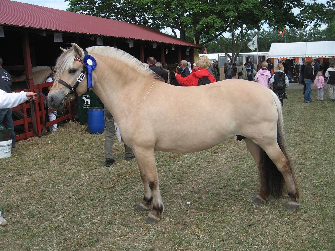 Fjordhest Rigmor Vårby - Smukke Rigmor til dyrskue billede 1