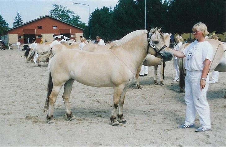 Fjordhest Rigmor Vårby - Rigmor med medalje om halsen billede 2