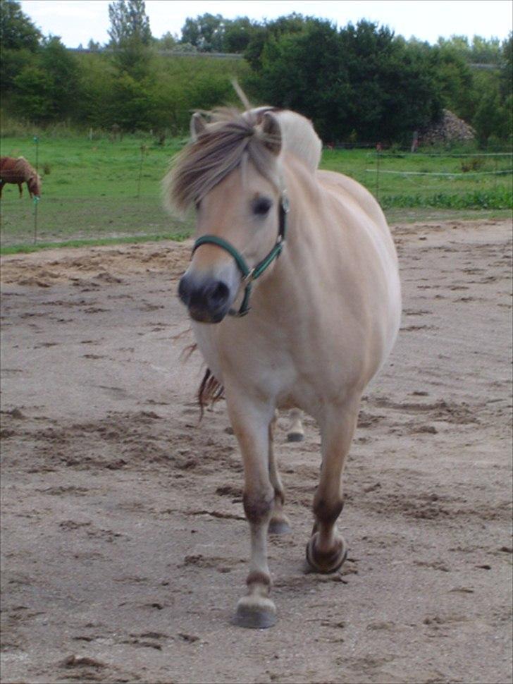 Fjordhest Rigmor Vårby - Rigmor i træning på ridebanen billede 3