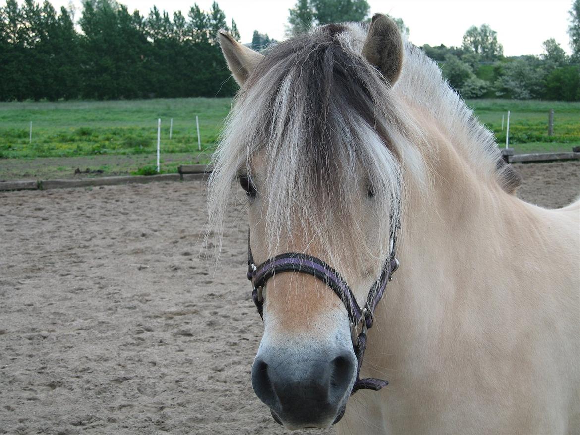 Fjordhest Rigmor Vårby - Rigmors utroligt smukke hoved billede 4